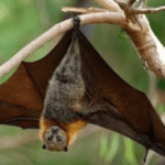 Bat Population Decline Linked to Rise in Infant Deaths