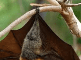 Bat Population Decline Linked to Rise in Infant Deaths