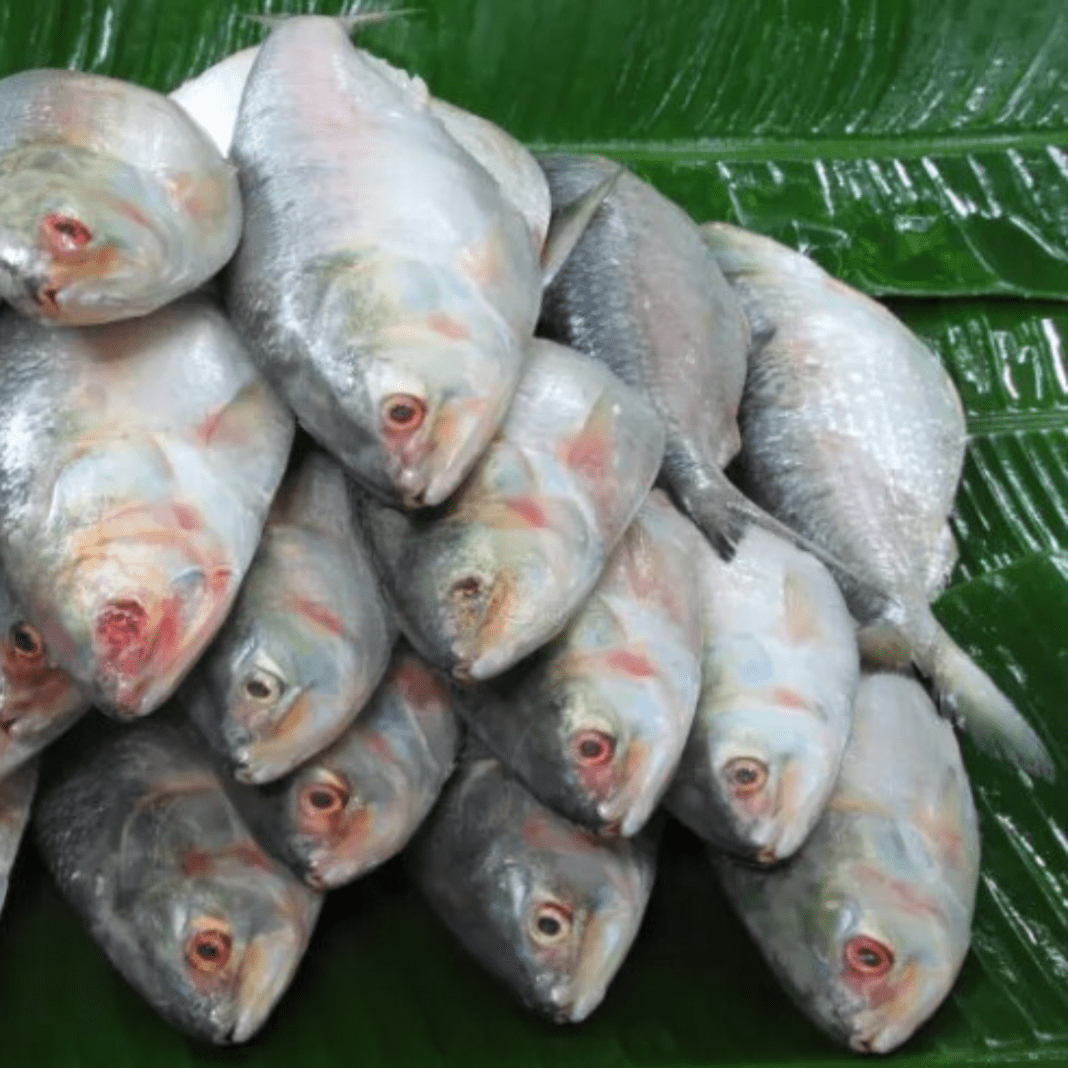 The Politics of Hilsa: India-Bangladesh Tensions