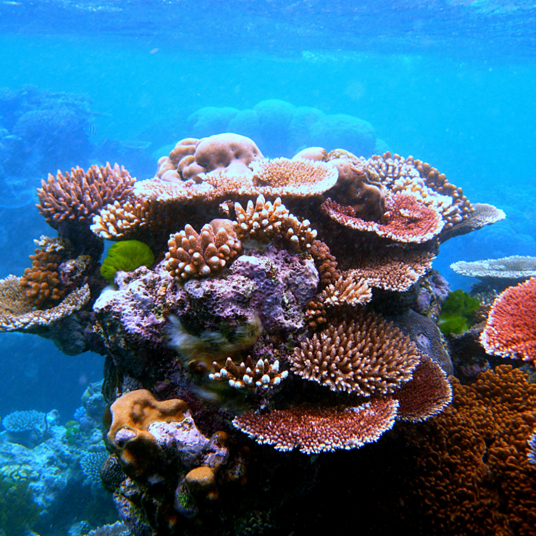 Coral