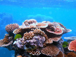 Coral