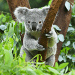Koala Habitat Destruction Persists Despite Political Promises in Australia