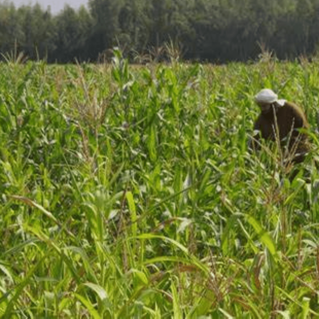 Massive $39.2-million Climate Project Brings Hope to Struggling Massive $39.2-million Climate Project Brings Hope to Struggling Farmers