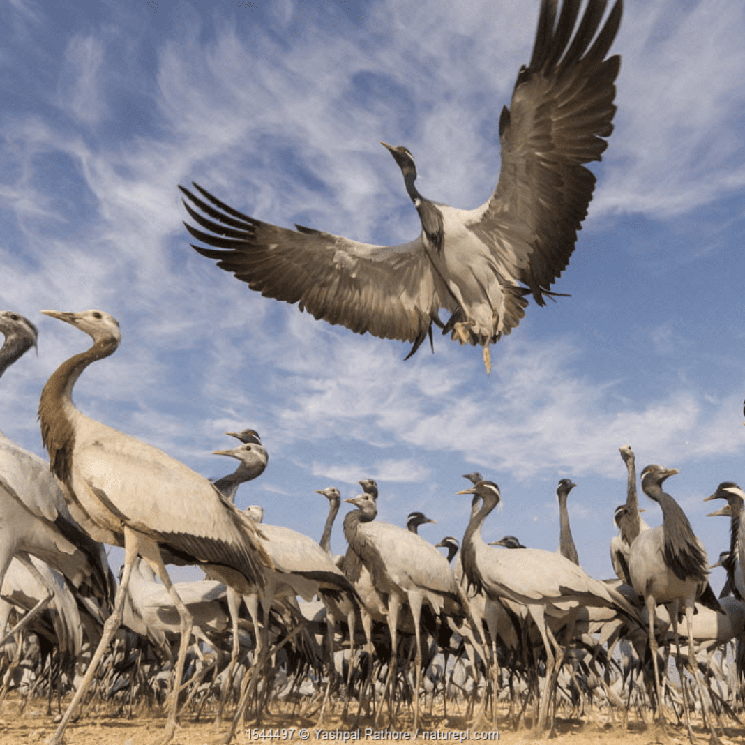 Flying Birds