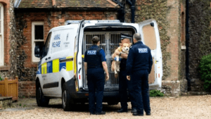 Late Queen’s corgi placed in temporary care after Andrew arrest, prompting a “royal dog in custody”