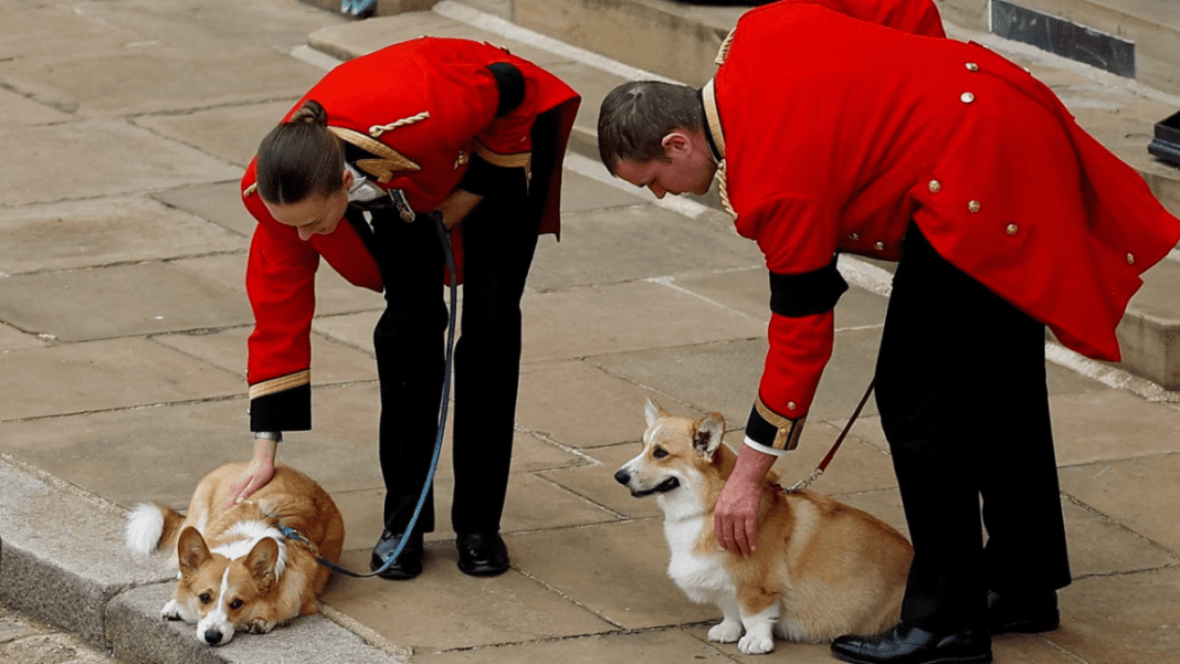 Late Queen’s corgi placed in temporary care after Andrew arrest, prompting a “royal dog in custody”