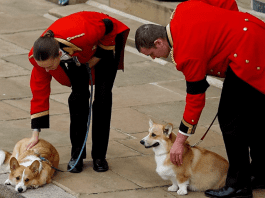 Late Queen’s corgi placed in temporary care after Andrew arrest, prompting a “royal dog in custody”